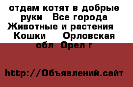 отдам котят в добрые руки - Все города Животные и растения » Кошки   . Орловская обл.,Орел г.